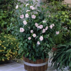 Fast Growing Trees See All Flowering Trees Blushing Bride Rose Of Sharon Althea Shrub
