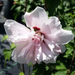 Fast Growing Trees See All Flowering Trees Blushing Bride Rose Of Sharon Althea Shrub