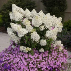 Fast Growing Trees Hydrangea Shrubs Bobo® Hydrangea Shrub