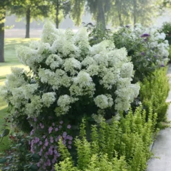 Fast Growing Trees Hydrangea Shrubs Bobo® Hydrangea Shrub