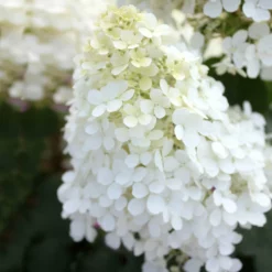 Fast Growing Trees Hydrangea Shrubs Bobo® Hydrangea Shrub