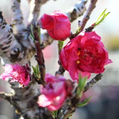 Fast Growing Trees Bonanza Patio Peach Tree