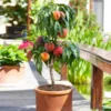 Fast Growing Trees Bonanza Patio Peach Tree 2 Fast Growing Trees Bonanza Patio Peach Tree