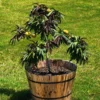 Fast Growing Trees Bonfire Patio Peach Tree