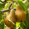 Fast Growing Trees Bosc Pear Pear Trees
