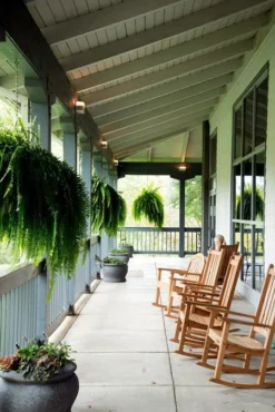 Fast Growing Trees Boston Fern See All House & Patio