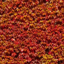 Fast Growing Trees Boston Ivy Vine