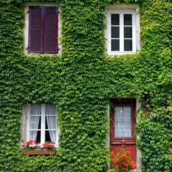 Fast Growing Trees Boston Ivy Vine