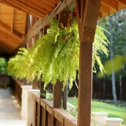 Fast Growing Trees Boston Fern See All House & Patio
