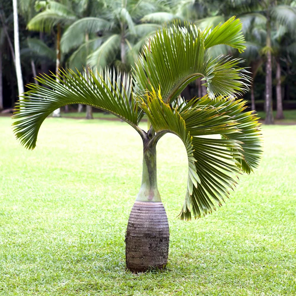 Fast Growing Trees Palm Trees Bottle Palm Tree 4 Fast Growing Trees Palm Trees Bottle Palm Tree