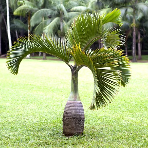 Fast Growing Trees Palm Trees Bottle Palm Tree 3 Fast Growing Trees Palm Trees Bottle Palm Tree