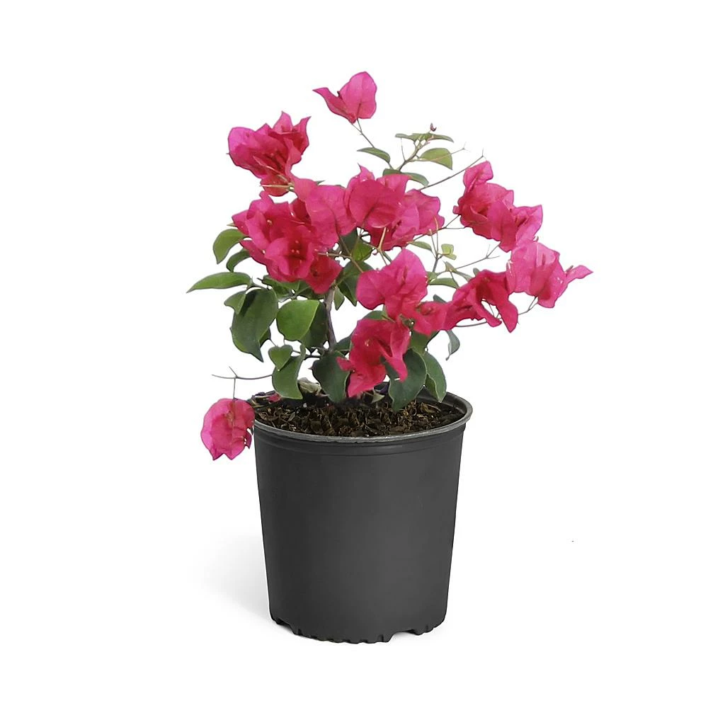 Fast Growing Trees Our Newest Arrivals Barbara Karst Bougainvillea 11 Fast Growing Trees Our Newest Arrivals Barbara Karst Bougainvillea