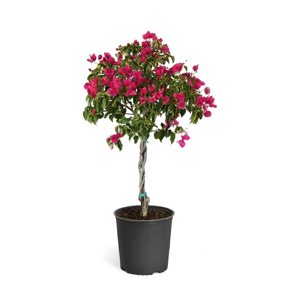 Fast Growing Trees Our Newest Arrivals Barbara Karst Bougainvillea 13 Fast Growing Trees Our Newest Arrivals Barbara Karst Bougainvillea