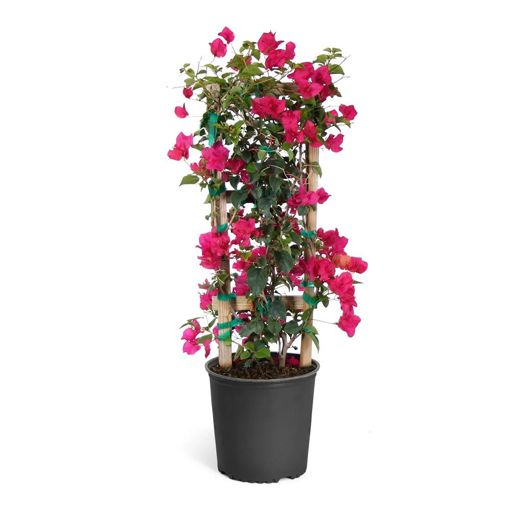 Fast Growing Trees Our Newest Arrivals Barbara Karst Bougainvillea 12 Fast Growing Trees Our Newest Arrivals Barbara Karst Bougainvillea