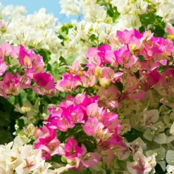 Fast Growing Trees Bi-Color Bougainvillea Tree See All Shrubs & Hedges