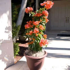 Fast Growing Trees See All Shrubs & Hedges Sundown Orange Bougainvillea 12 Fast Growing Trees See All Shrubs & Hedges Sundown Orange Bougainvillea