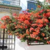 Fast Growing Trees See All Shrubs & Hedges Sundown Orange Bougainvillea 1 Fast Growing Trees See All Shrubs & Hedges Sundown Orange Bougainvillea