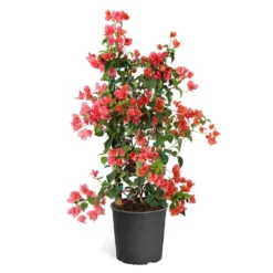 Fast Growing Trees See All Shrubs & Hedges Sundown Orange Bougainvillea 14 Fast Growing Trees See All Shrubs & Hedges Sundown Orange Bougainvillea