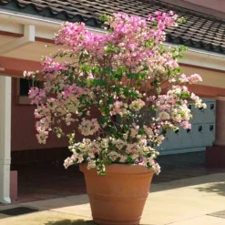 Fast Growing Trees Thai Delight Bougainvillea