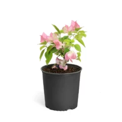 Fast Growing Trees Thai Delight Bougainvillea