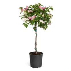 Fast Growing Trees Thai Delight Bougainvillea