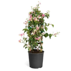 Fast Growing Trees Thai Delight Bougainvillea