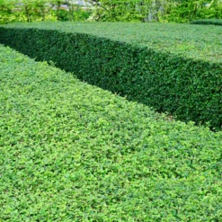 Fast Growing Trees Titan Boxwood Shrub Boxwood Shrubs 13 Fast Growing Trees Titan Boxwood Shrub Boxwood Shrubs