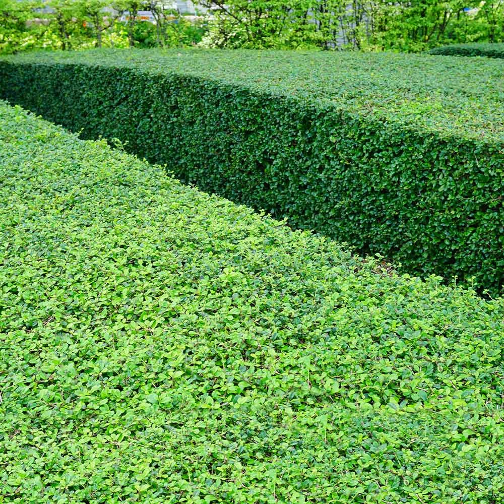 Fast Growing Trees Titan Boxwood Shrub Boxwood Shrubs 8 Fast Growing Trees Titan Boxwood Shrub Boxwood Shrubs