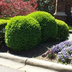 Fast Growing Trees Titan Boxwood Shrub Boxwood Shrubs 12 Fast Growing Trees Titan Boxwood Shrub Boxwood Shrubs