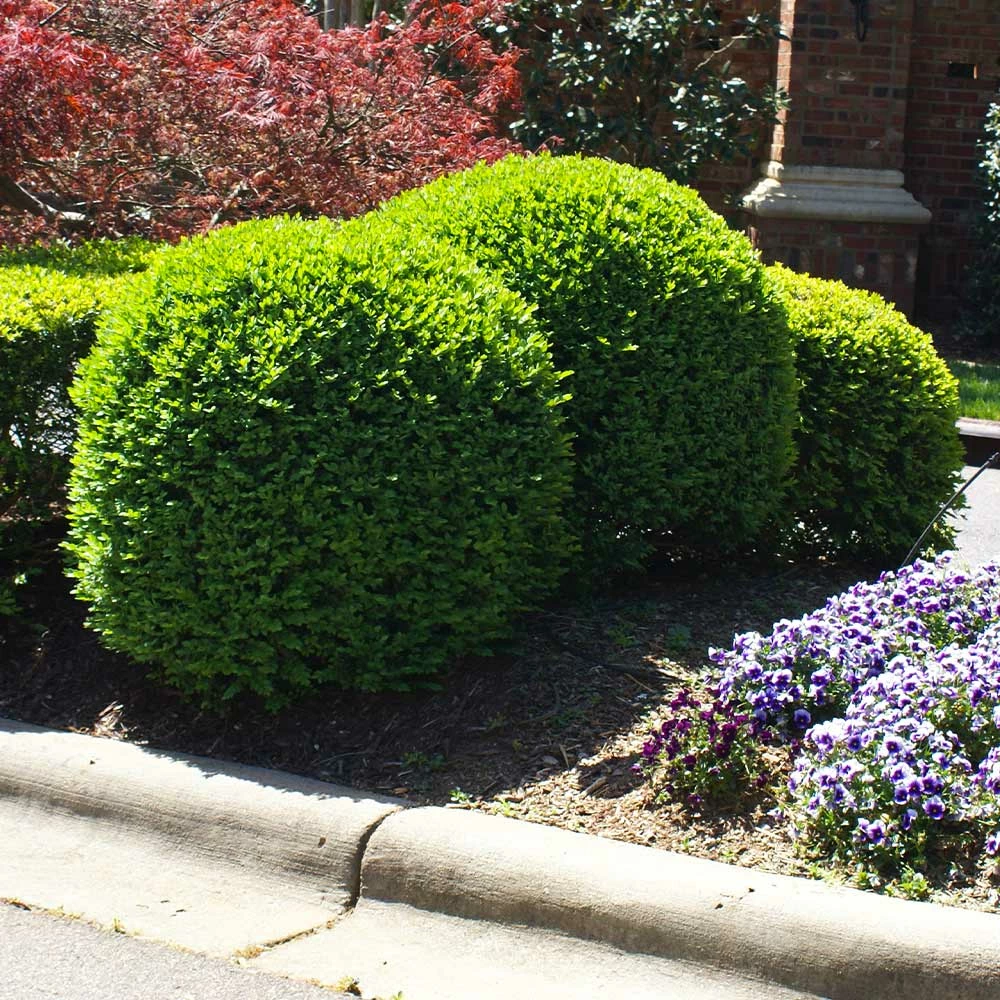 Fast Growing Trees Titan Boxwood Shrub Boxwood Shrubs 7 Fast Growing Trees Titan Boxwood Shrub Boxwood Shrubs