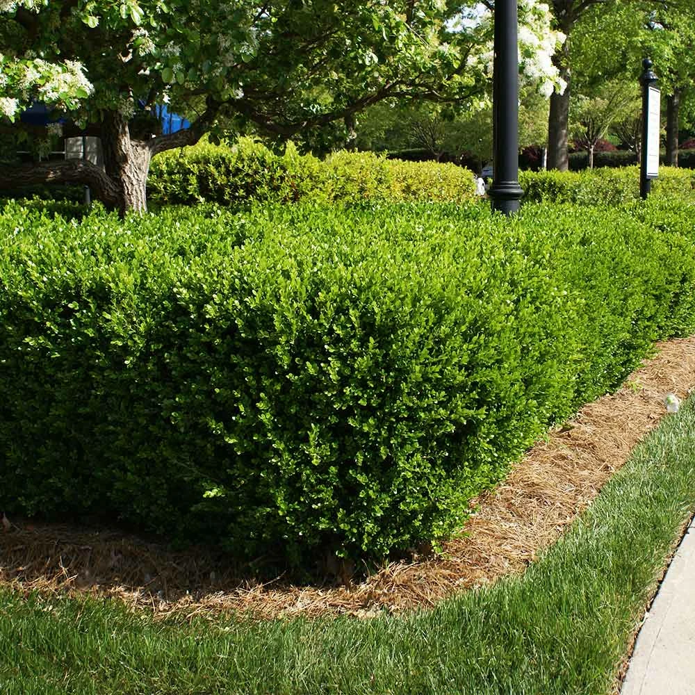 Fast Growing Trees Titan Boxwood Shrub Boxwood Shrubs 6 Fast Growing Trees Titan Boxwood Shrub Boxwood Shrubs
