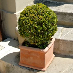 Fast Growing Trees Titan Boxwood Shrub Boxwood Shrubs 10 Fast Growing Trees Titan Boxwood Shrub Boxwood Shrubs