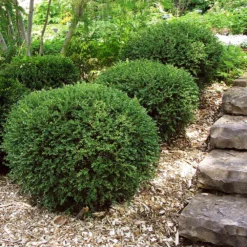 Fast Growing Trees Boxwood Shrubs Wintergreen Boxwood Shrub