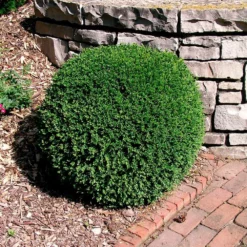 Fast Growing Trees Boxwood Shrubs Wintergreen Boxwood Shrub