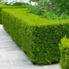 Fast Growing Trees Boxwood Shrubs Wintergreen Boxwood Shrub