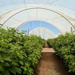 Fast Growing Trees Groundcover & Vines Boysenberry Bush - Thornless 10 Fast Growing Trees Groundcover & Vines Boysenberry Bush - Thornless