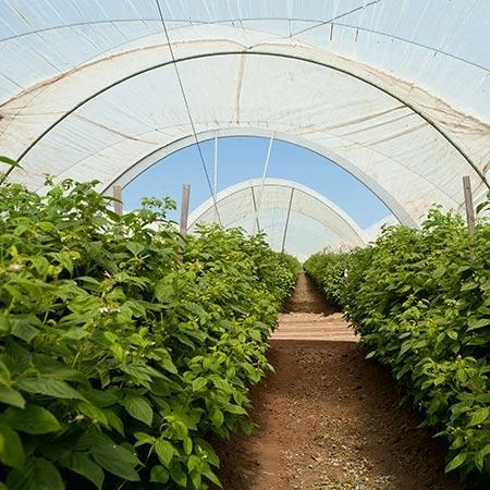 Fast Growing Trees Groundcover & Vines Boysenberry Bush - Thornless 6 Fast Growing Trees Groundcover & Vines Boysenberry Bush - Thornless