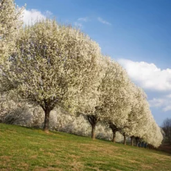 Fast Growing Trees Bradford Pear Tree Flowering Pear Trees