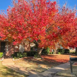 Fast Growing Trees Bradford Pear Tree Flowering Pear Trees 10 Fast Growing Trees Bradford Pear Tree Flowering Pear Trees