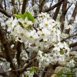Fast Growing Trees Bradford Pear Tree Flowering Pear Trees 11 Fast Growing Trees Bradford Pear Tree Flowering Pear Trees