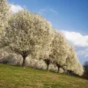 Fast Growing Trees Bradford Pear Tree Flowering Pear Trees