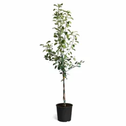 Fast Growing Trees Braeburn & Gala Twisted Apple Tree