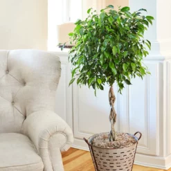 Fast Growing Trees Air Purifying House Plants Braided Benjamina Ficus Tree