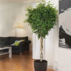 Fast Growing Trees Air Purifying House Plants Braided Benjamina Ficus Tree