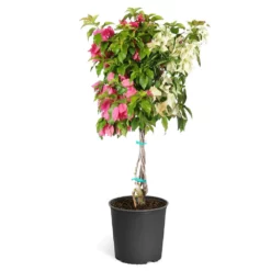 Fast Growing Trees Bi-Color Bougainvillea Tree See All Shrubs & Hedges
