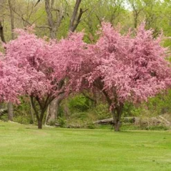 Fast Growing Trees Crabapple Trees Brandywine Crabapple Tree