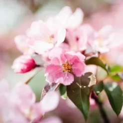 Fast Growing Trees Crabapple Trees Brandywine Crabapple Tree 8 Fast Growing Trees Crabapple Trees Brandywine Crabapple Tree