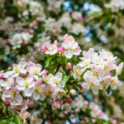 Fast Growing Trees Crabapple Trees Brandywine Crabapple Tree 9 Fast Growing Trees Crabapple Trees Brandywine Crabapple Tree