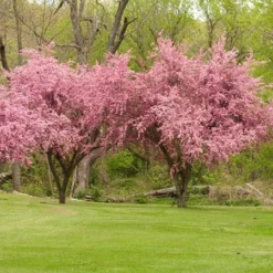 Fast Growing Trees Crabapple Trees Brandywine Crabapple Tree