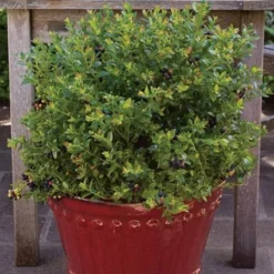 Fast Growing Trees Bushel And Berry® Blueberry Glaze™ Blueberry Bush